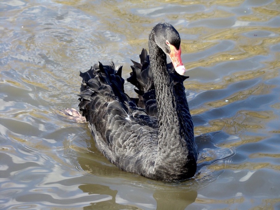 black swan